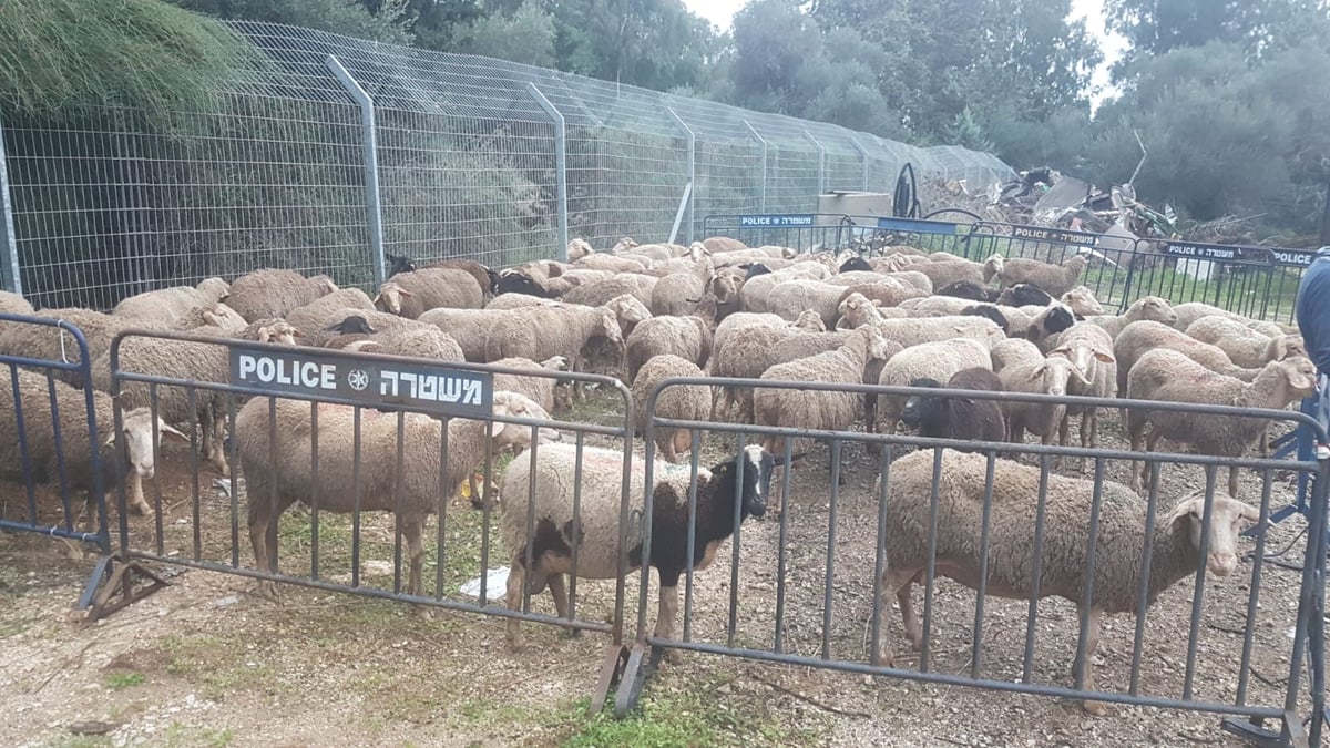 סוכלה גניבתם של 150 כבשים מכפר צבי