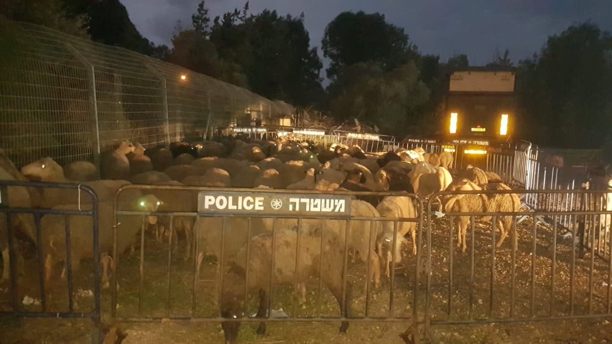 סוכלה גניבתם של 150 כבשים מכפר צבי