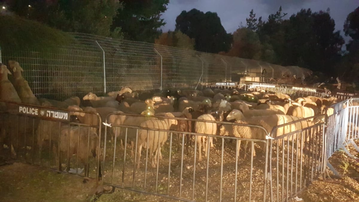 צפו: המעצר הדרמטי של גנבי הכבשים