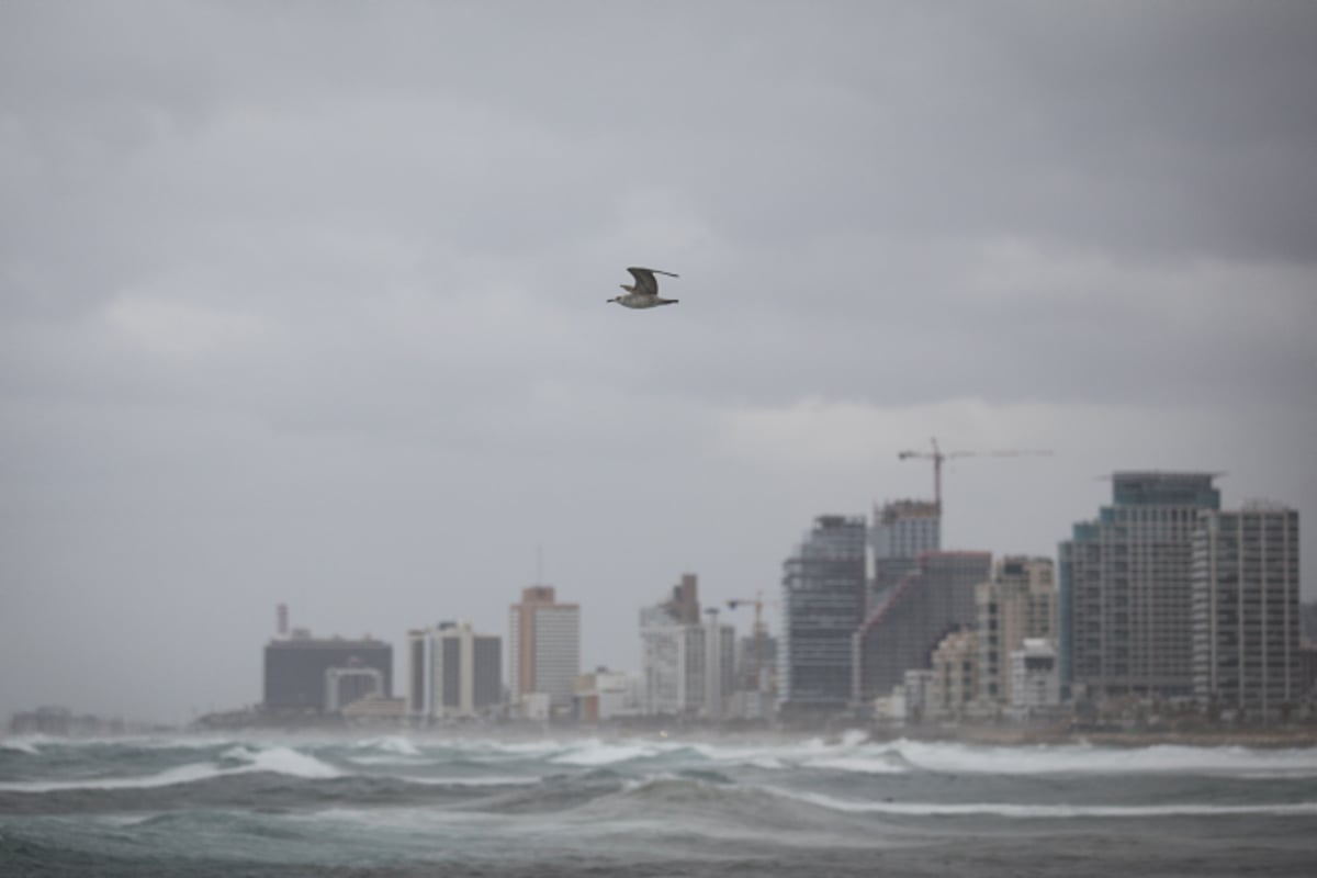 ים סערה וציפורים • גלריה חורפית מרהיבה