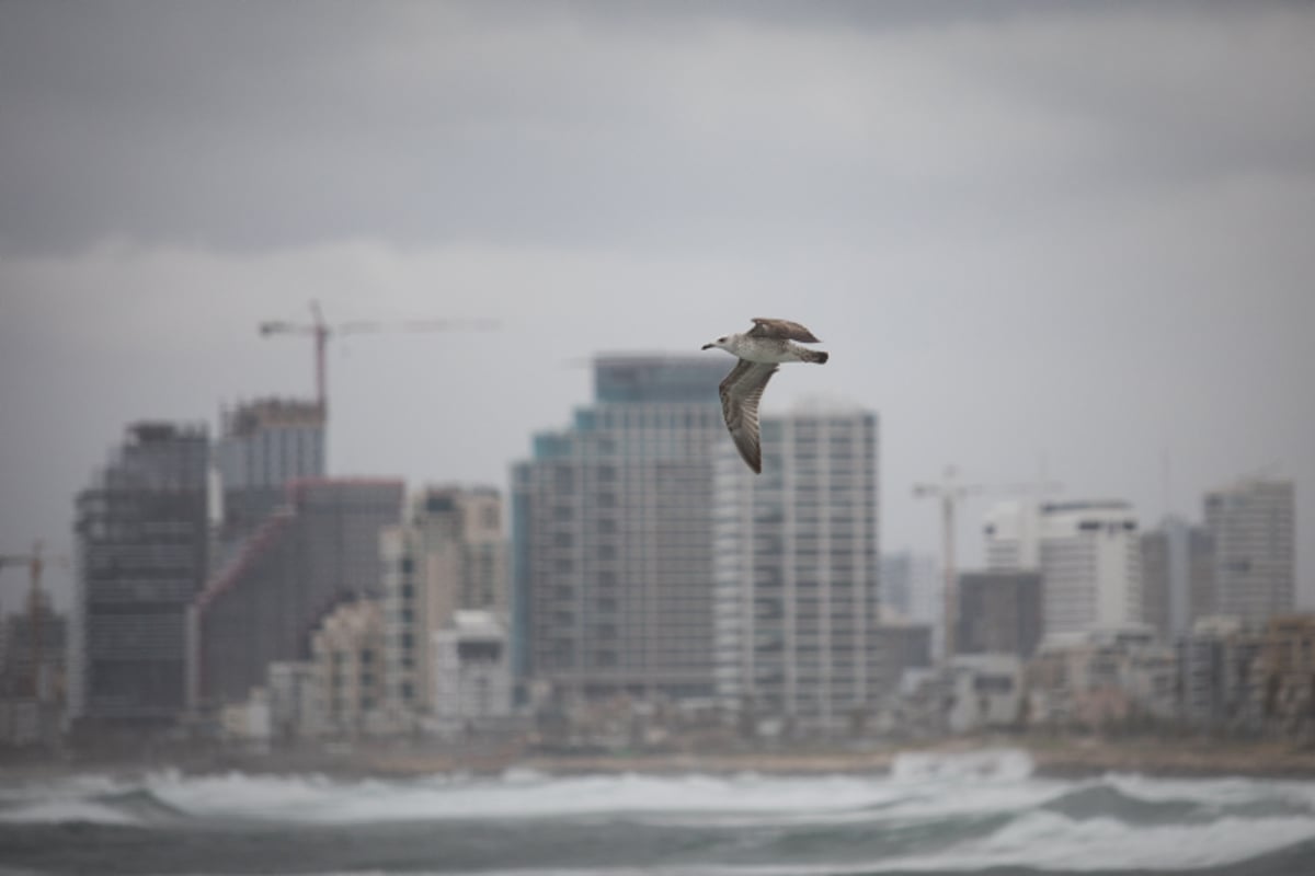 ים סערה וציפורים • גלריה חורפית מרהיבה