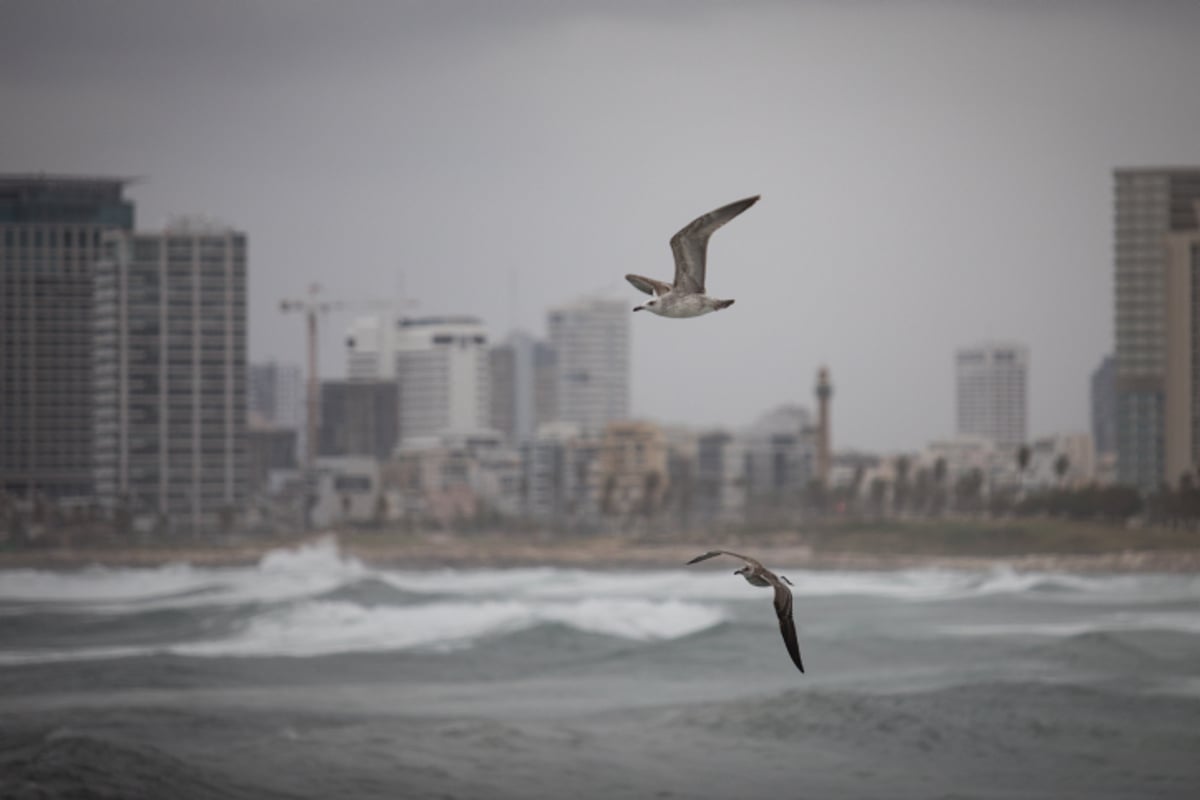 ים סערה וציפורים • גלריה חורפית מרהיבה