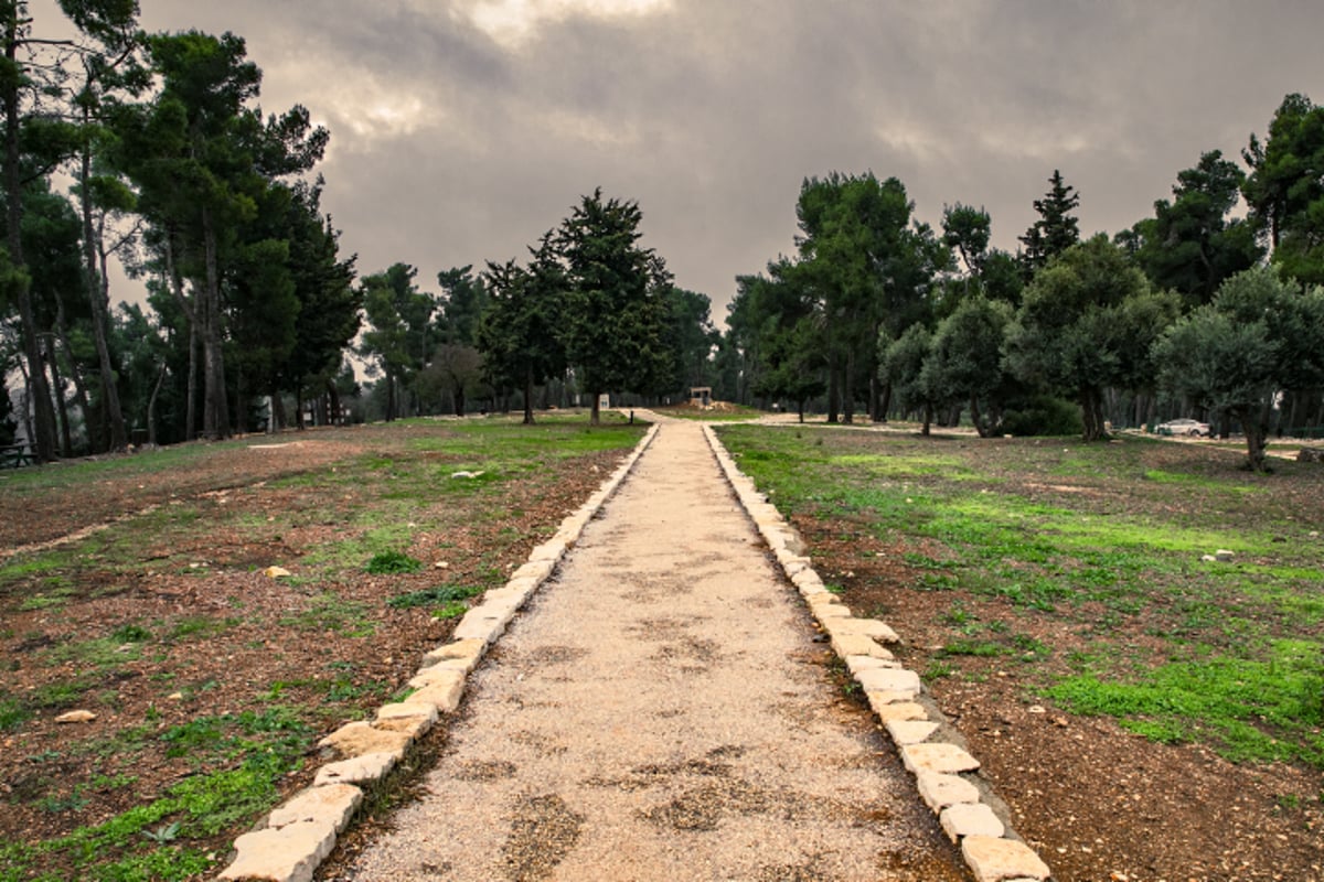 יער ביריה בגליל