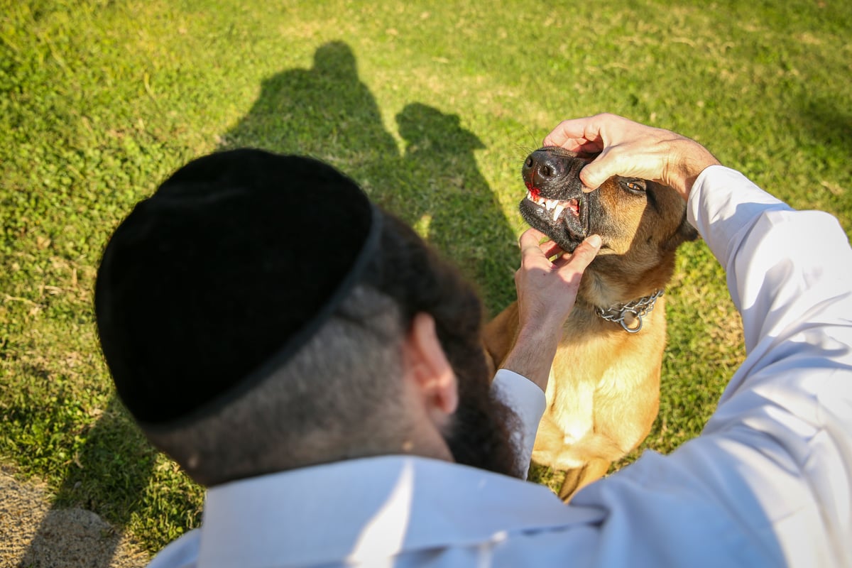 תיעוד מיוחד: כך מאלפים כלבים בצפת. צפו