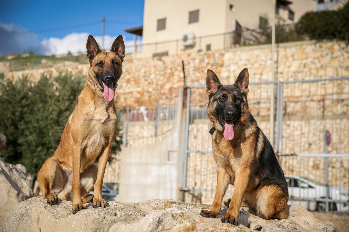 תיעוד מיוחד: כך מאלפים כלבים בצפת. צפו