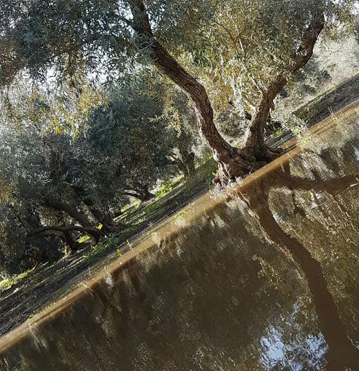 גלריית חורף צבעונית ומרהיבה מהגליל