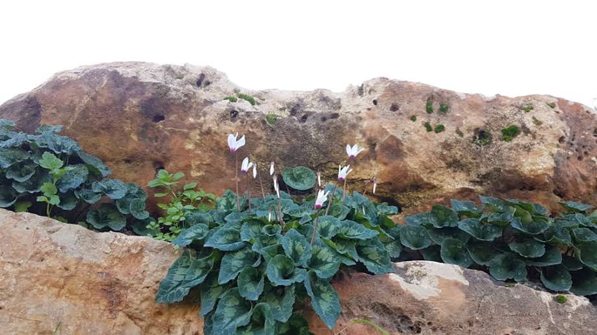 גלריית חורף צבעונית ומרהיבה מהגליל