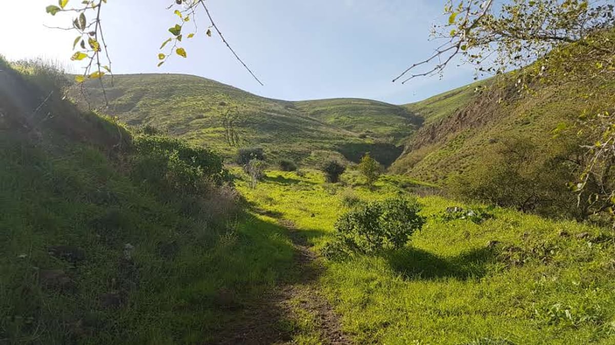 גלריית חורף צבעונית ומרהיבה מהגליל