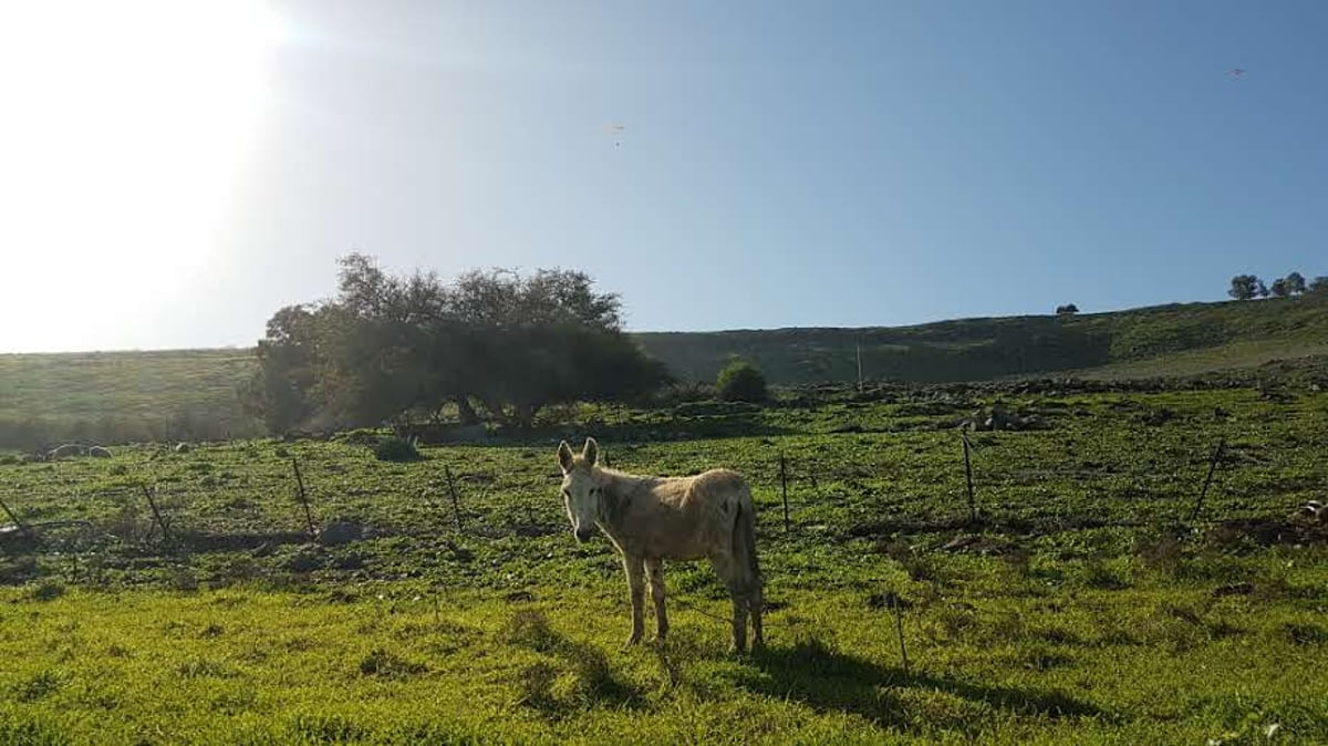 גלריית חורף צבעונית ומרהיבה מהגליל