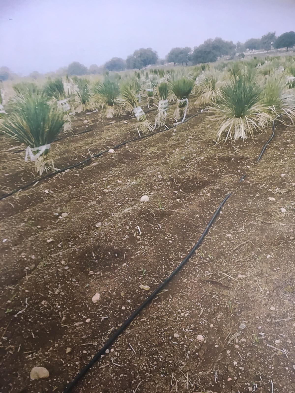 קקטוסים בשווי 100 אלף שקל נגנבו; אחד החשודים - המשווק