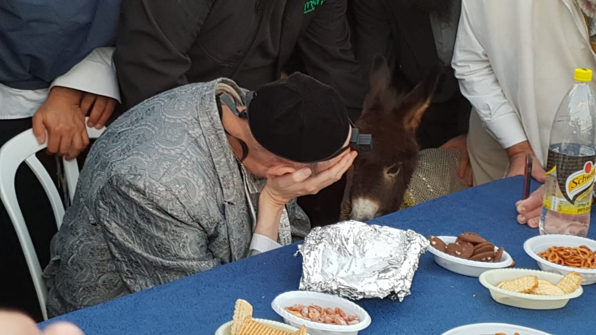 כשהחמור "ענה" לקדיש של המקובל הגר"ד קוק • צפו