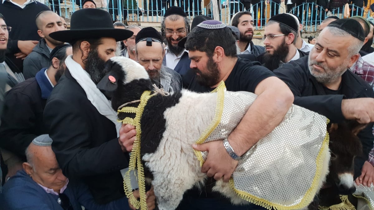 כשהחמור "ענה" לקדיש של המקובל הגר"ד קוק • צפו