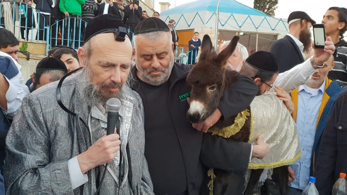 כשהחמור "ענה" לקדיש של המקובל הגר"ד קוק • צפו