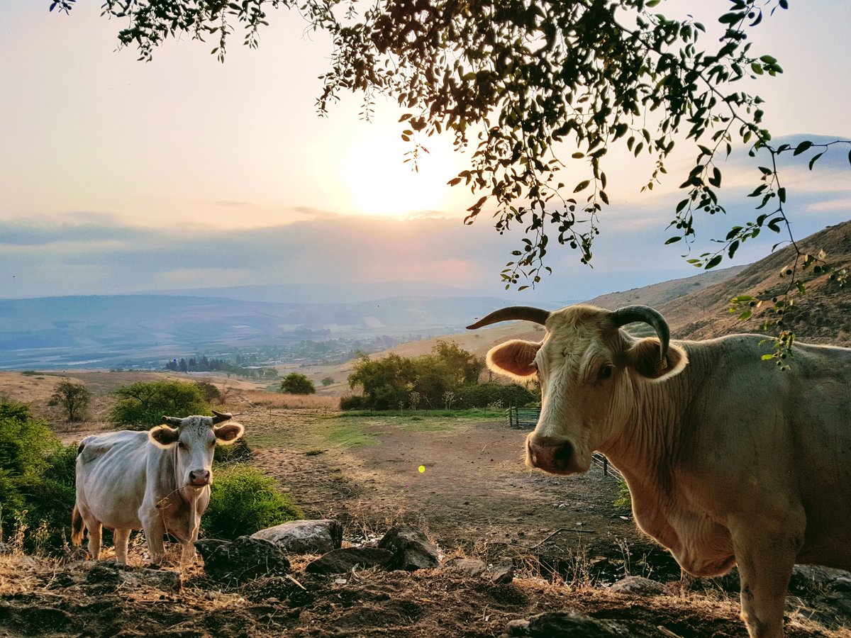 גלריה מרהיבה: פריחה אחרי הגשם • צפו