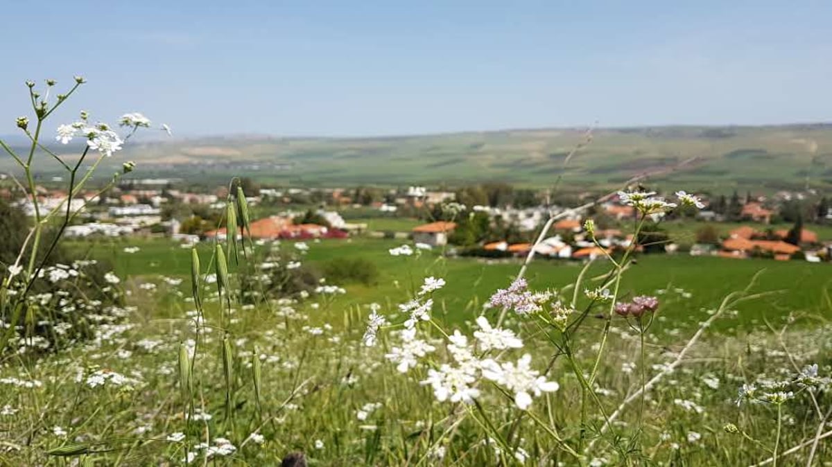 גלריה מרהיבה: פריחה אחרי הגשם • צפו