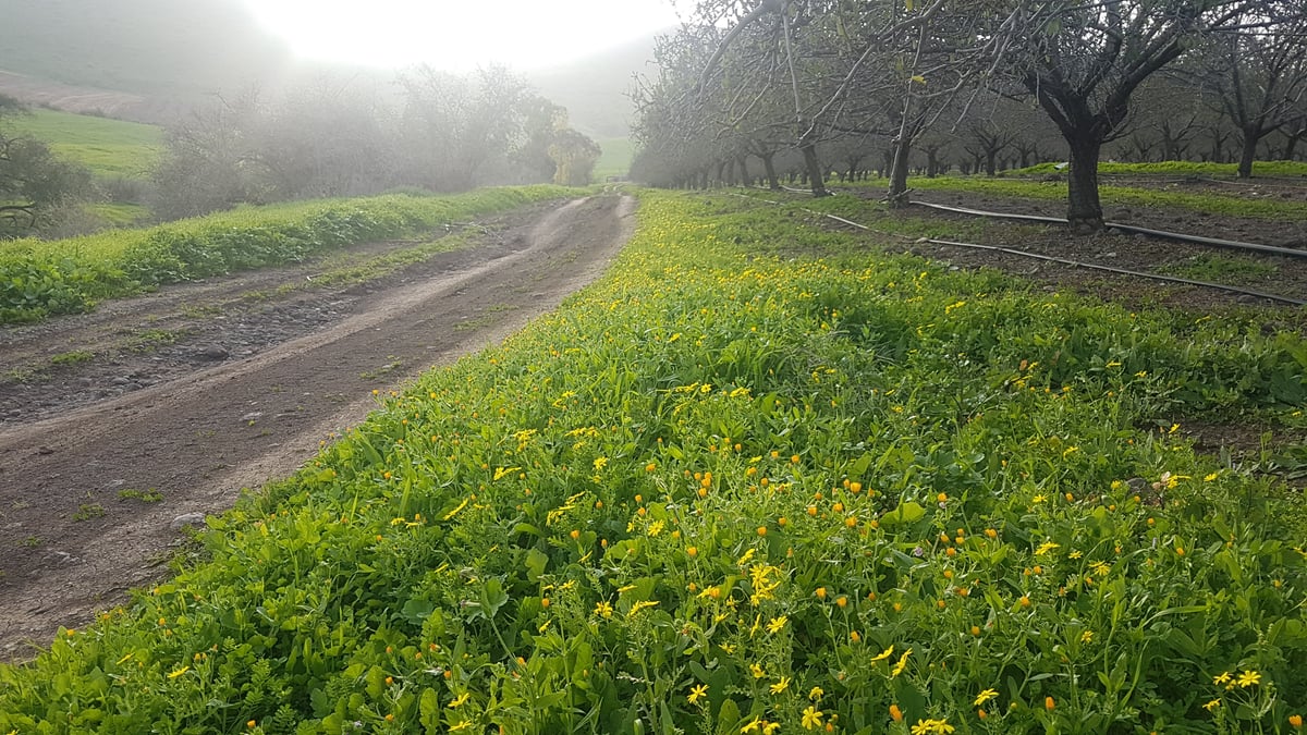 גלריה מרהיבה: פריחה אחרי הגשם • צפו