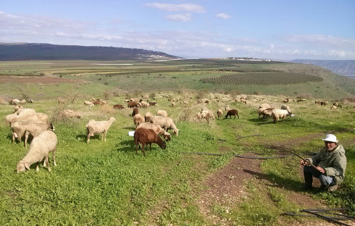 גלריה מרהיבה: פריחה אחרי הגשם • צפו