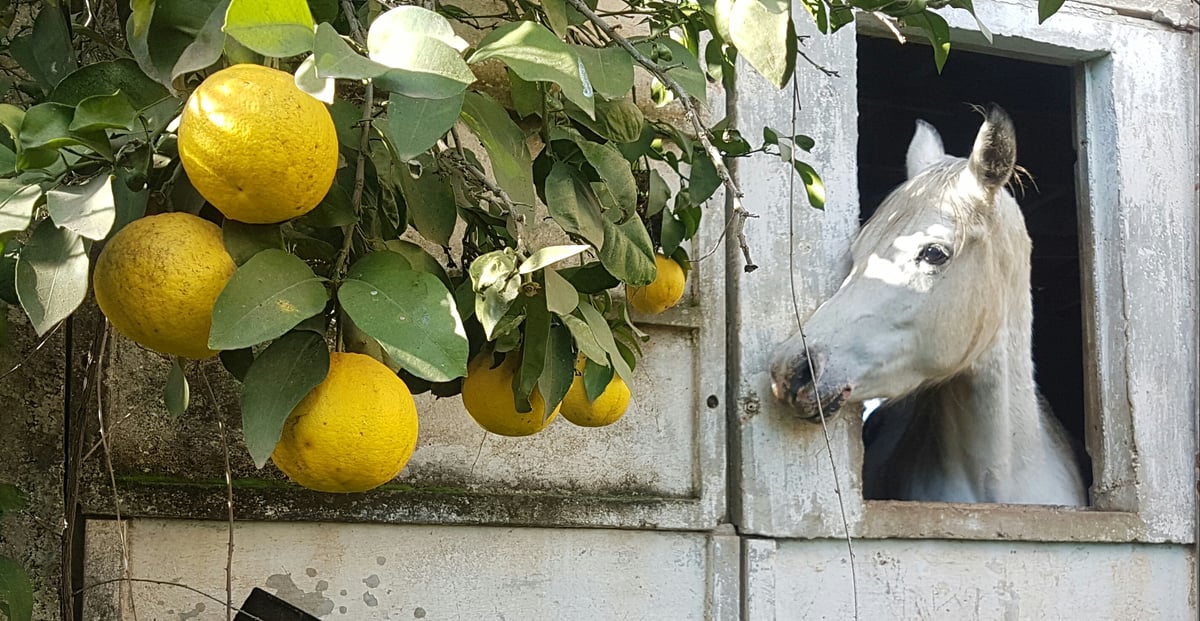 גלריה מרהיבה: פריחה אחרי הגשם • צפו