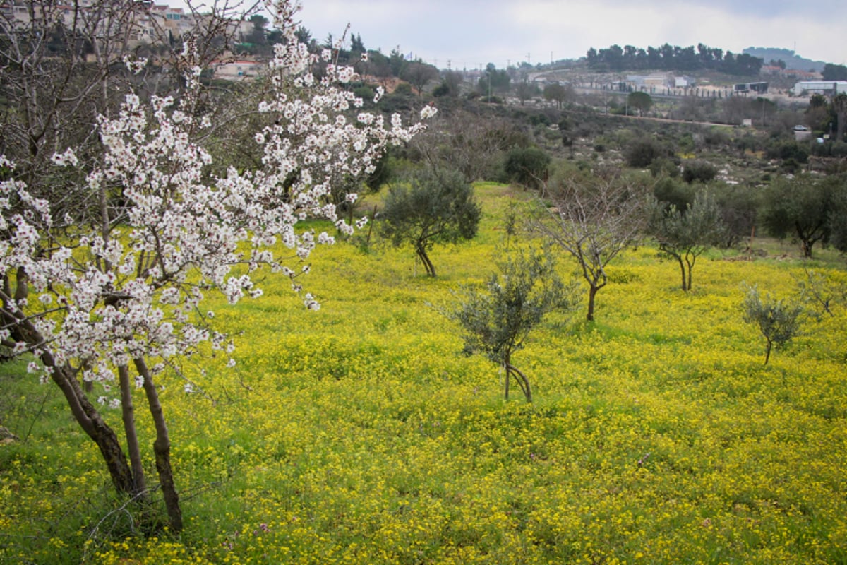 השקדיה פורחת ליד אפרת