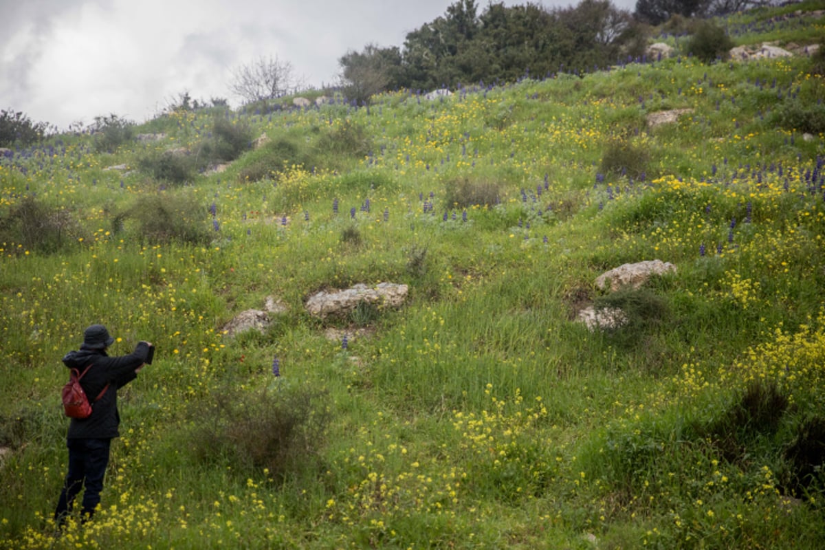 גבעת התורמוסים בעמק האלה • גלריה