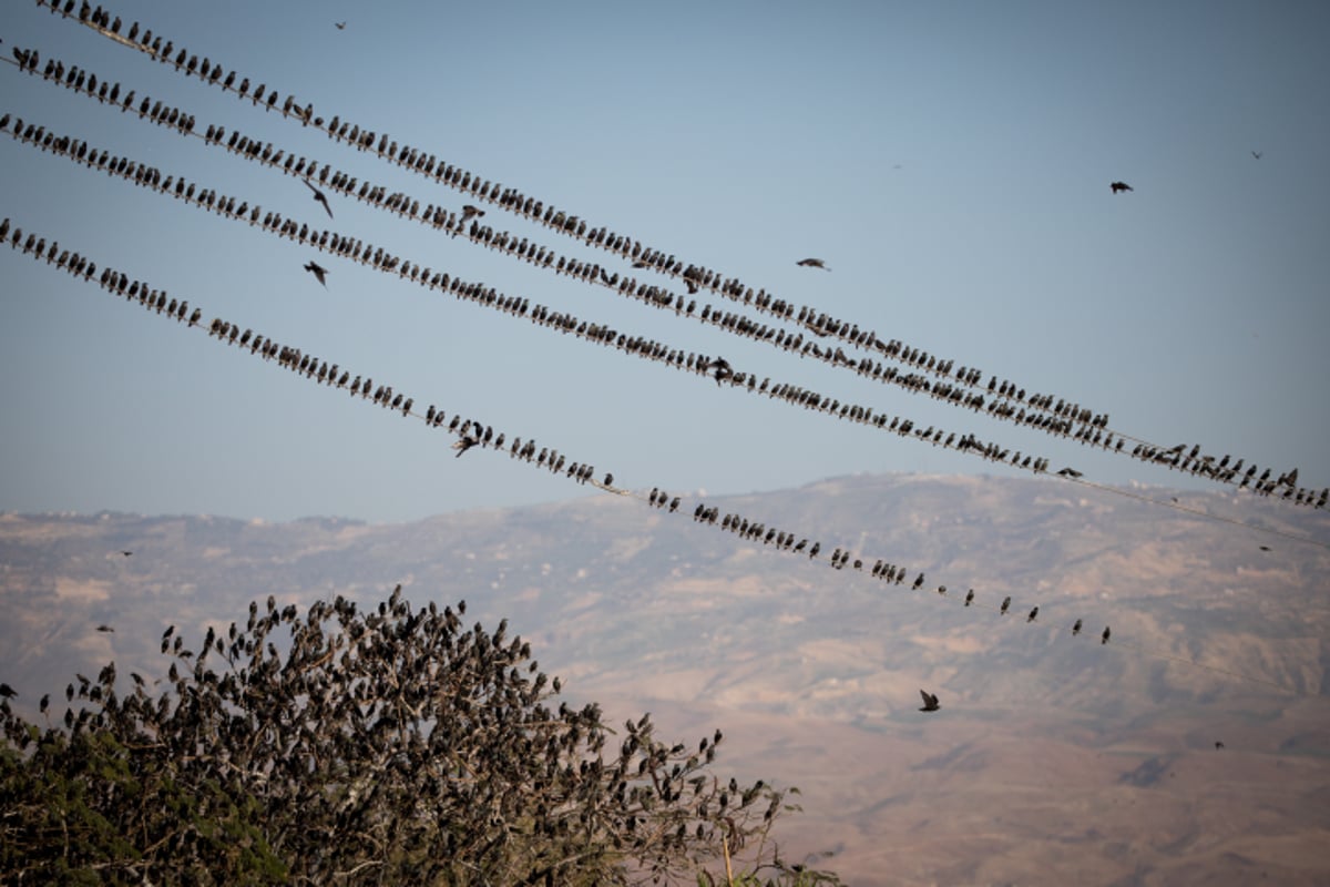 הזרזירים במופע תעופה עוצר נשימה • גלריה