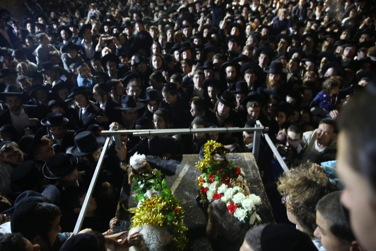 בישיבת רש"י קיימו את מצוות 'פדיון פטר חמור'