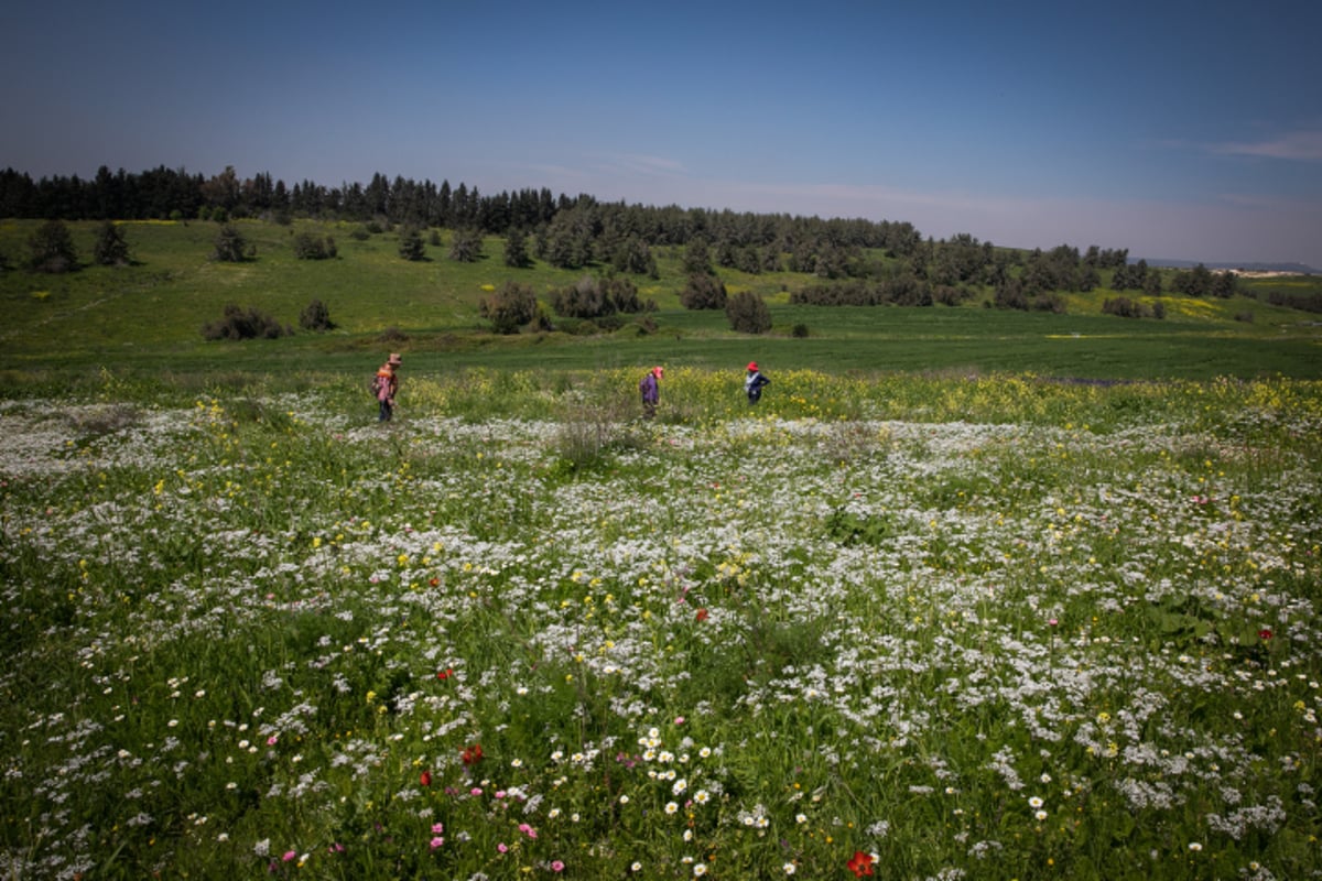 פריחה ברמות מנשה בצפון • גלריה מרהיבה