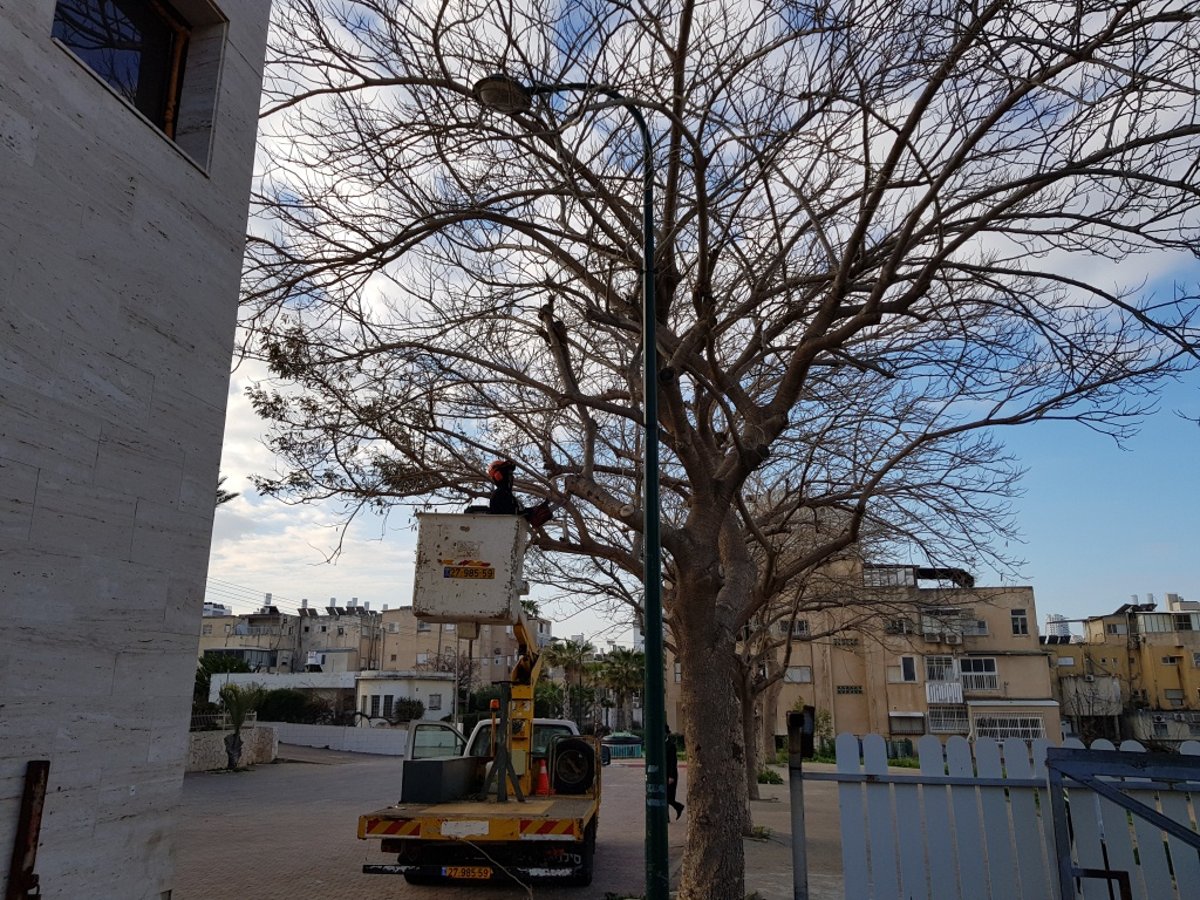 צאנז תציין 65 שנים ליסוד הקריה בנתניה