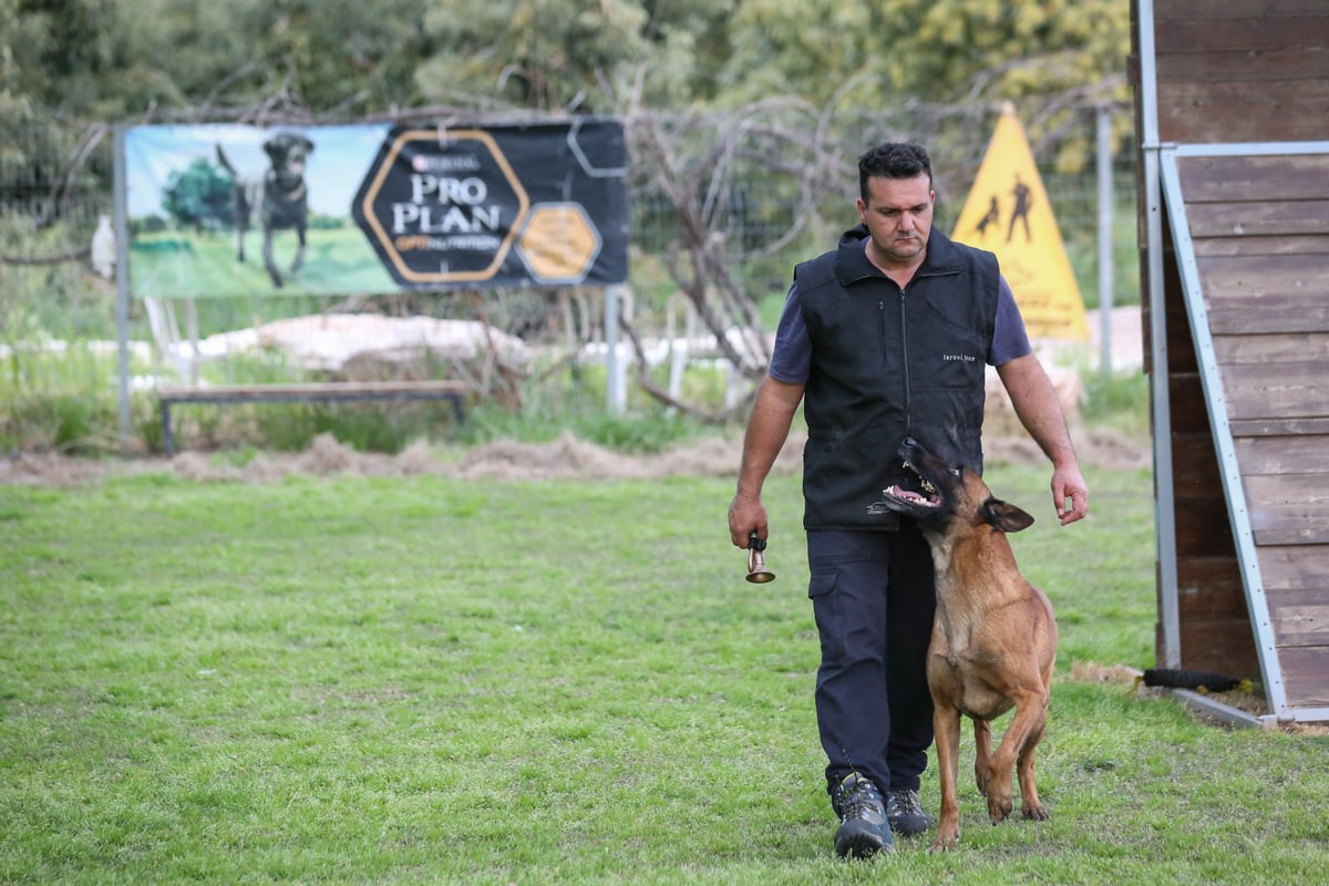 תיעוד מיוחד: כך מאמנים כלבים מסוג 'רועה בלגי'