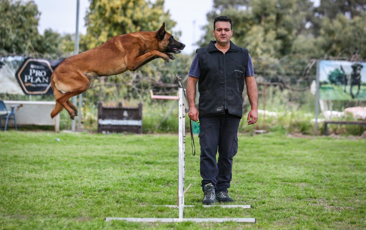 תיעוד מיוחד: כך מאמנים כלבים מסוג 'רועה בלגי'