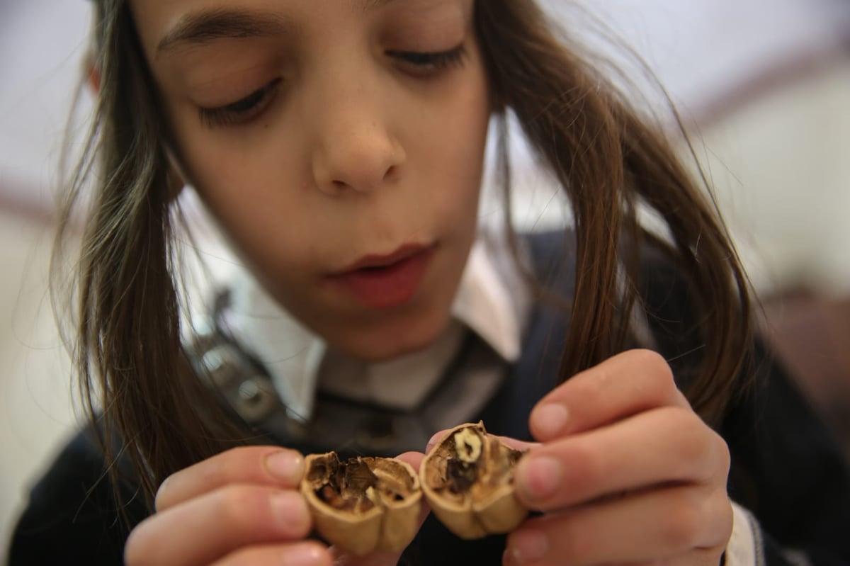 פסח: הילדים מפצחים את האגוזים והשקדים