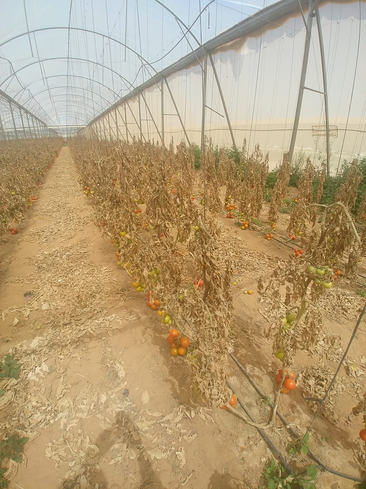 בנשקים שלופים: כך נעצר מרעיל העגבניות