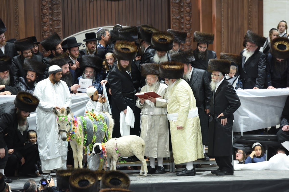 האדמו"ר מפינסק-קרלין פדה חמור בצאנז