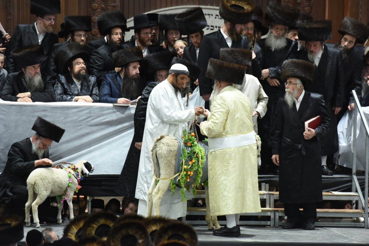 האדמו"ר מפינסק-קרלין פדה חמור בצאנז