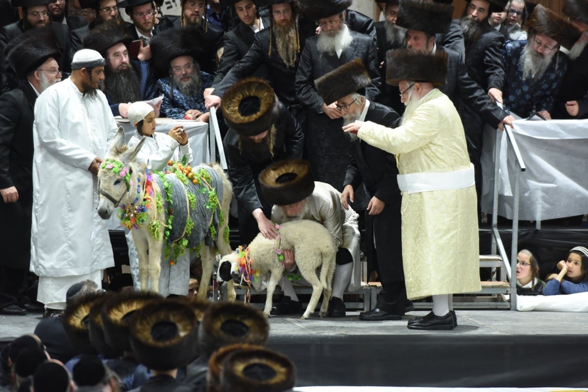 האדמו"ר מפינסק-קרלין פדה חמור בצאנז