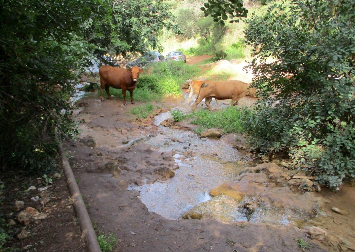 נחל פרוד בגליל העליון בגלריה מרהיבה