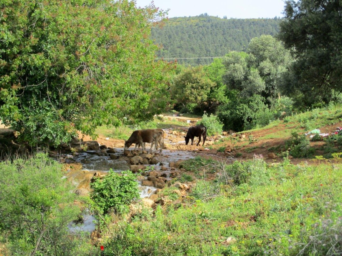 נחל פרוד בגליל העליון בגלריה מרהיבה