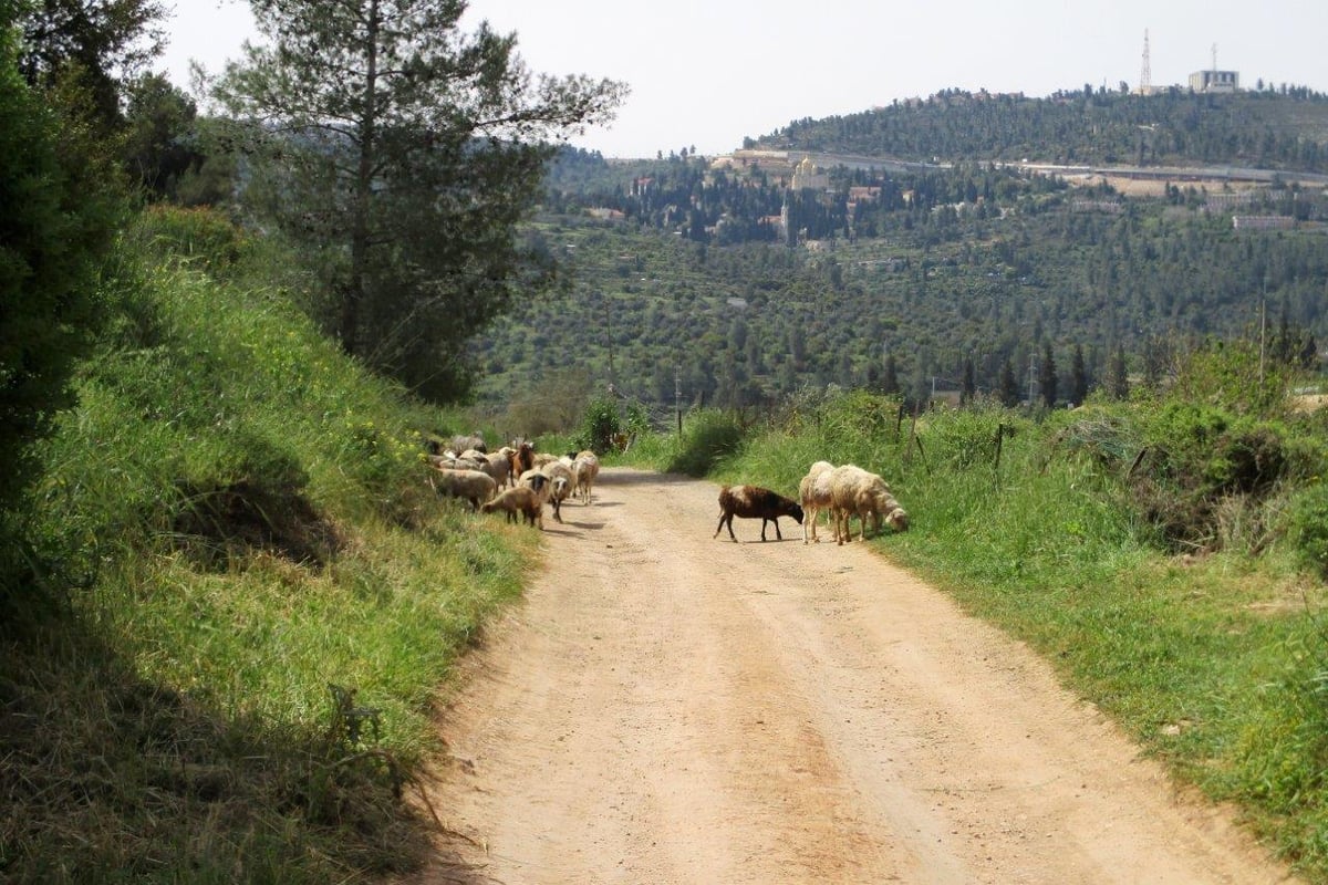 מאגר בית זית המלא • גלריה שופעת במים