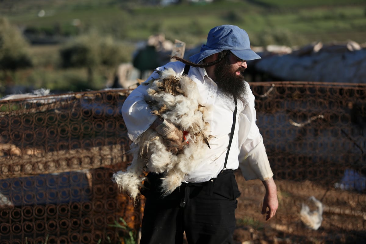 המשפחה שגוזזת את הצמר להכנת הציצית