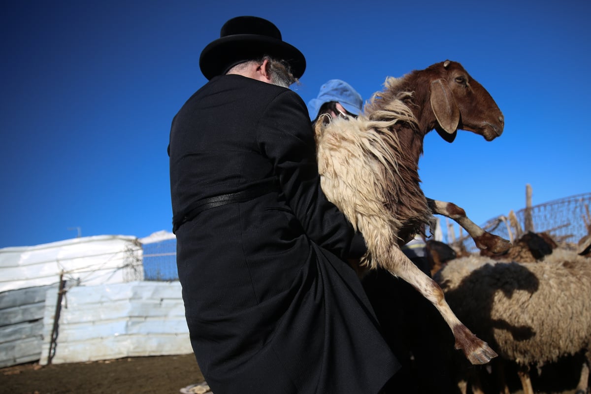 המשפחה שגוזזת את הצמר להכנת הציצית