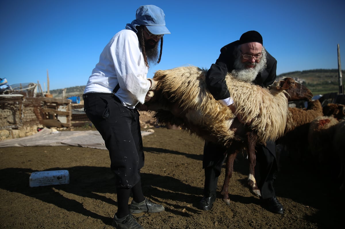 המשפחה שגוזזת את הצמר להכנת הציצית