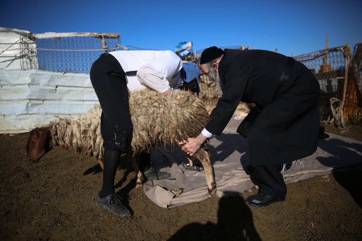 המשפחה שגוזזת את הצמר להכנת הציצית