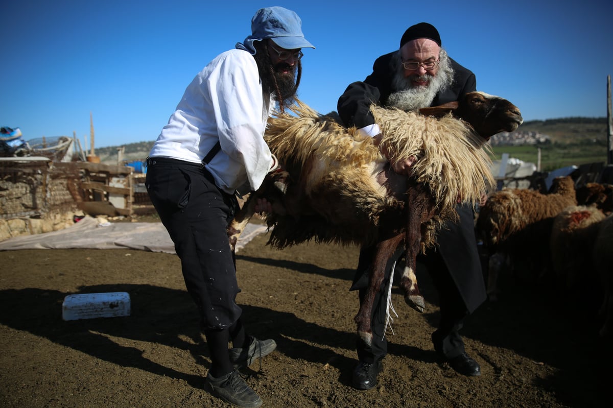 המשפחה שגוזזת את הצמר להכנת הציצית