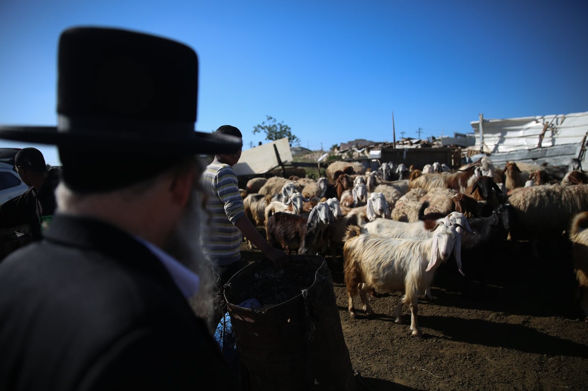 המשפחה שגוזזת את הצמר להכנת הציצית