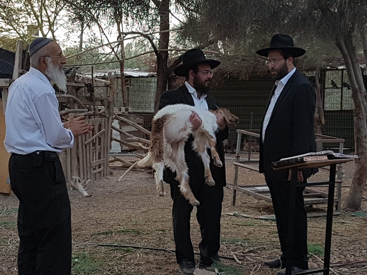 מעמד נתינת בכורי בהמה טהורה לכהן. צפו