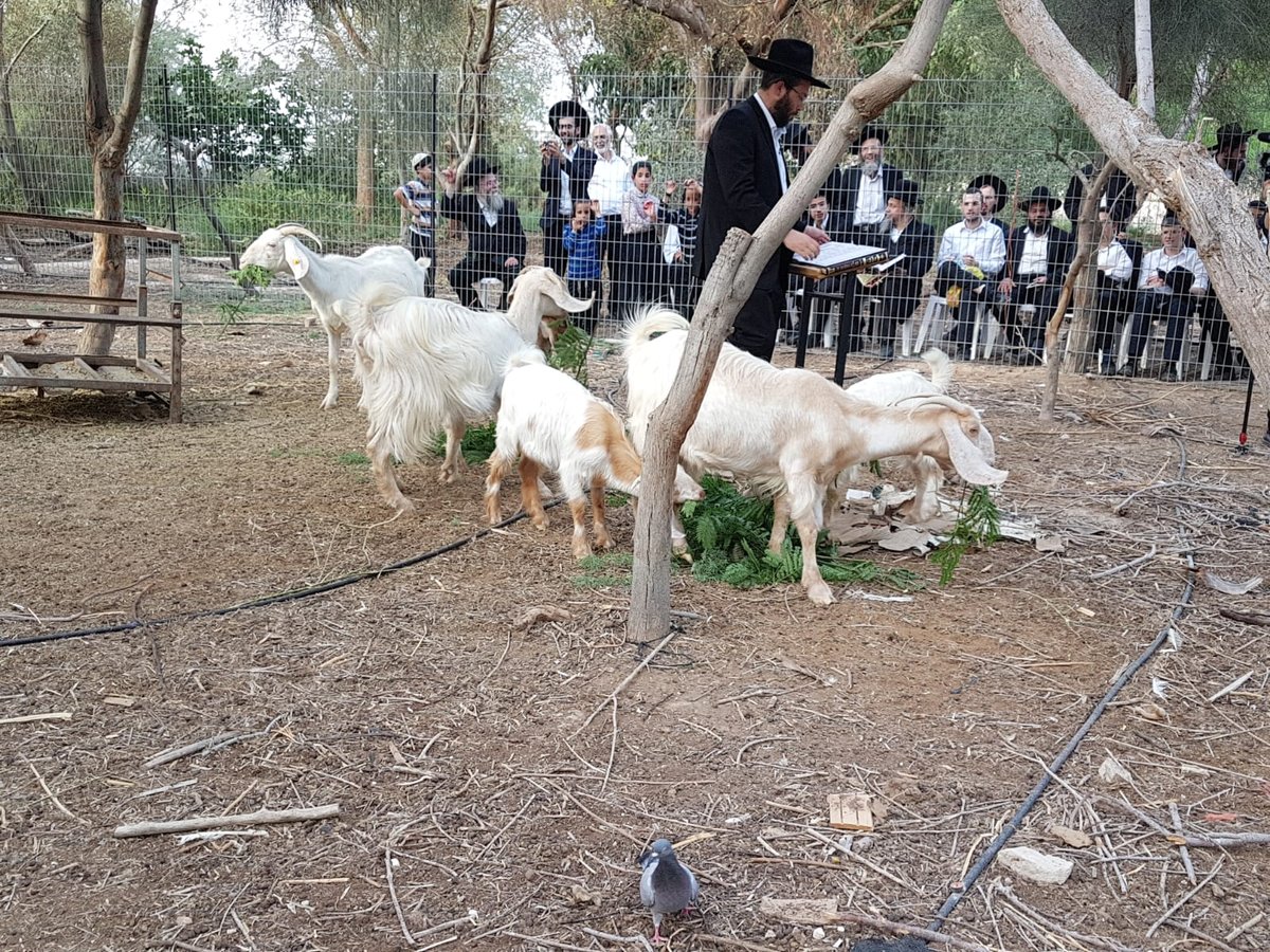 מעמד נתינת בכורי בהמה טהורה לכהן. צפו