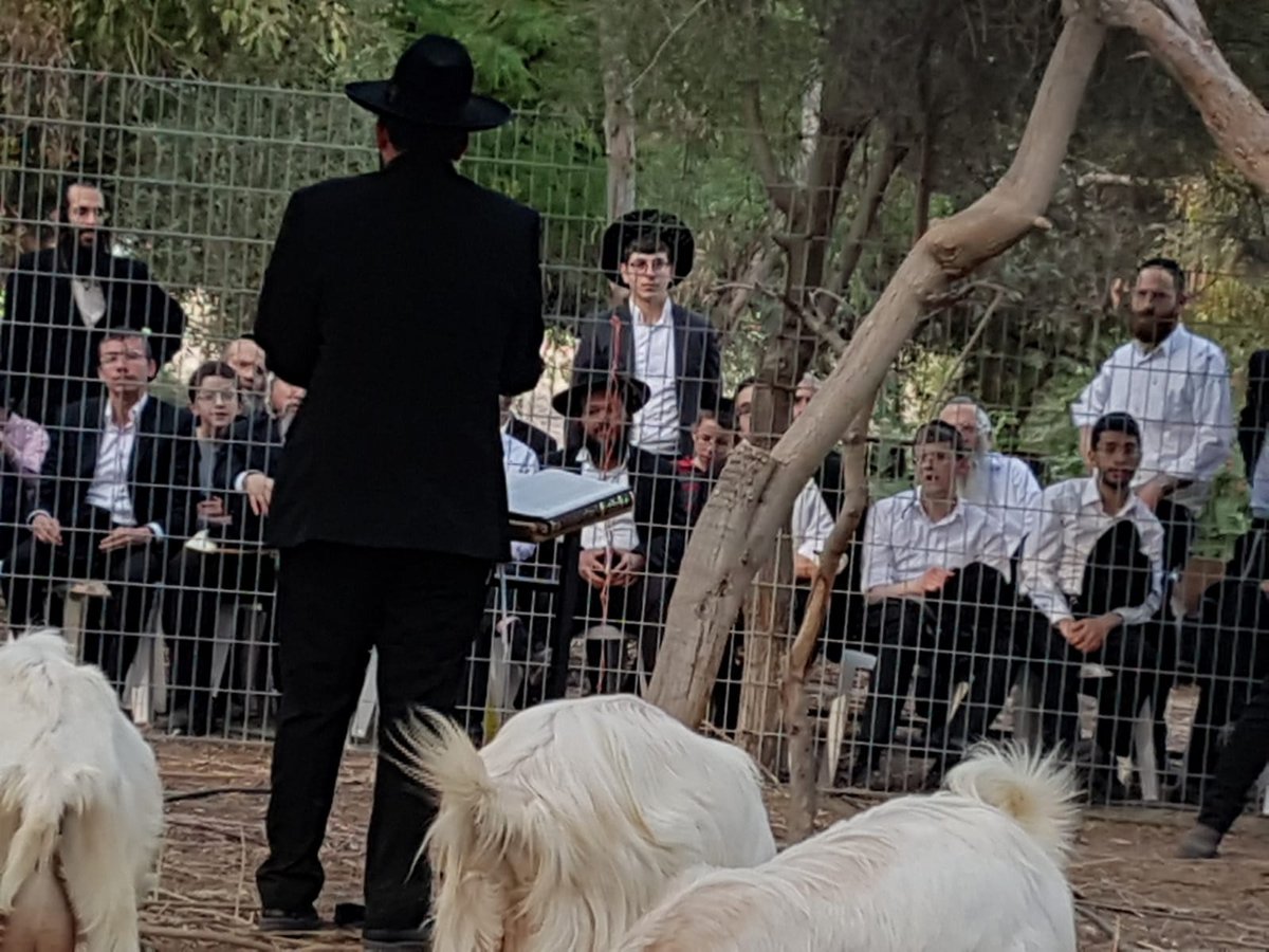 מעמד נתינת בכורי בהמה טהורה לכהן. צפו