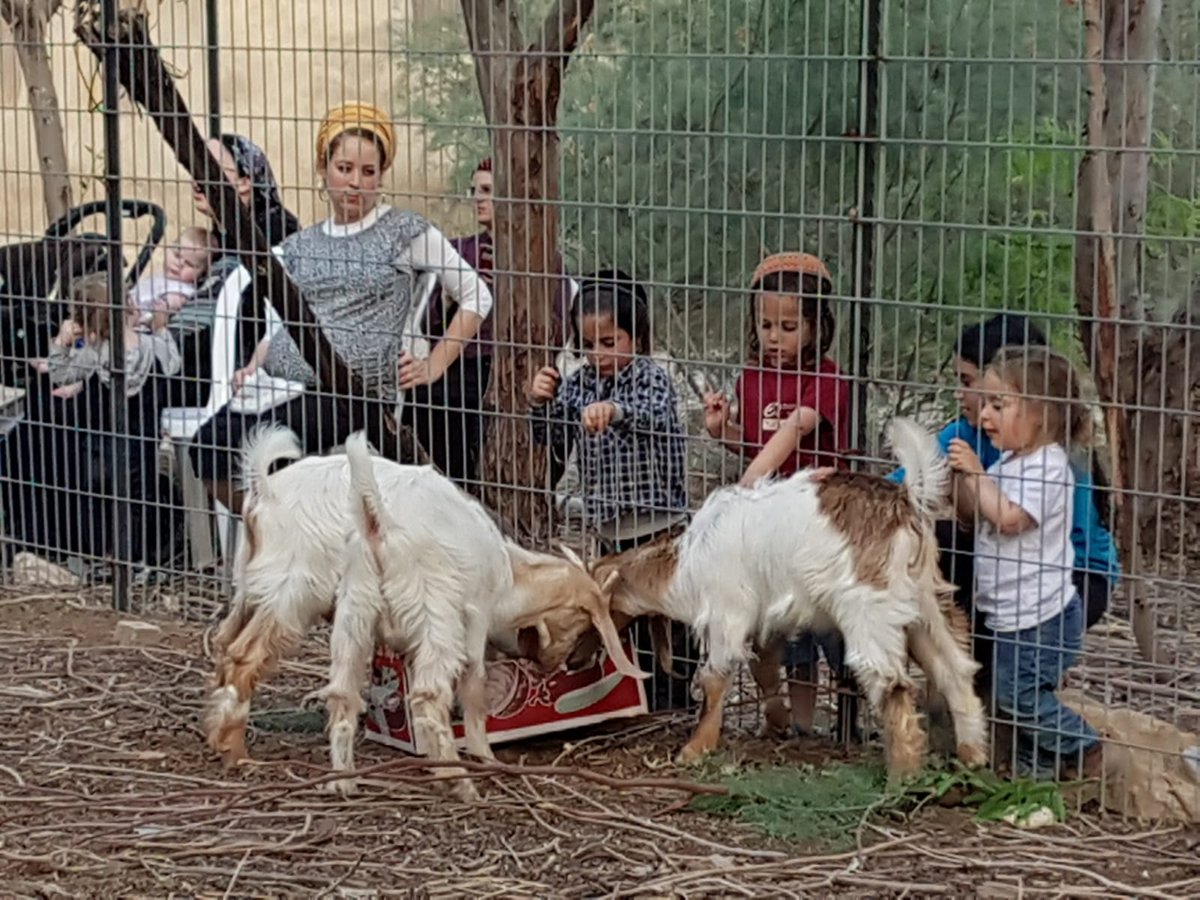 מעמד נתינת בכורי בהמה טהורה לכהן. צפו