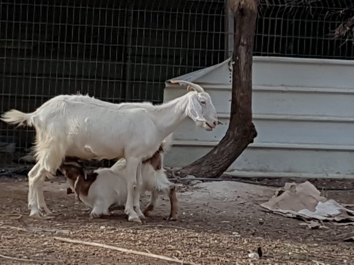 מעמד נתינת בכורי בהמה טהורה לכהן. צפו