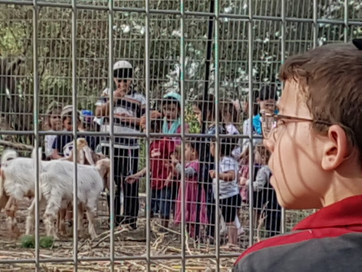 מעמד נתינת בכורי בהמה טהורה לכהן. צפו